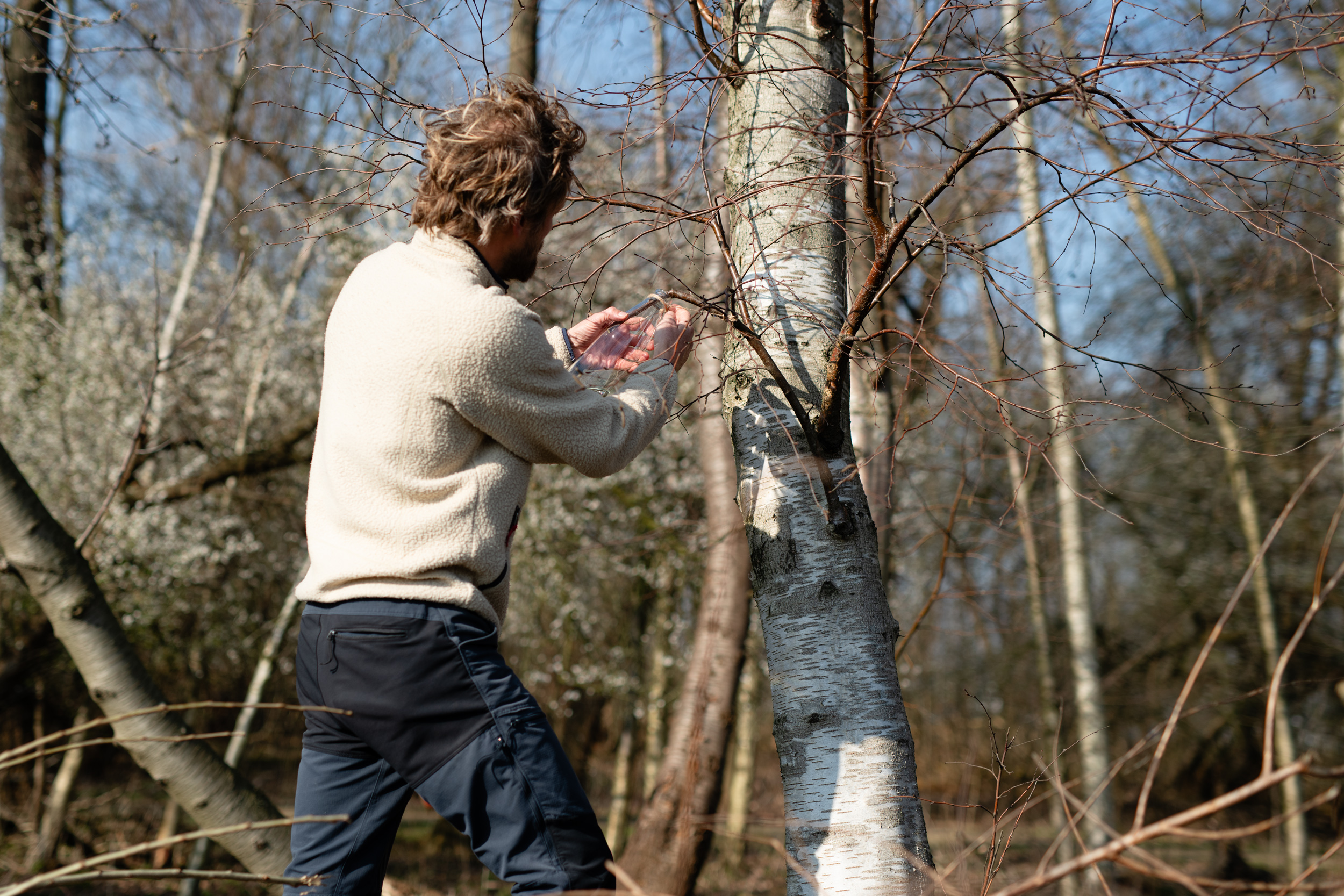 Vanaf begin maart kun je berkensap tappen | foto door: Marieke Odekerken